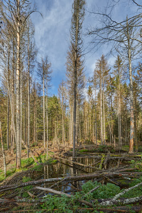 Gemeinde Bayerisch_Eisenstein Landkreis Regen Hans-Watzlik-Hain Spiegelung (Dirschl Johann) Deutschland REG